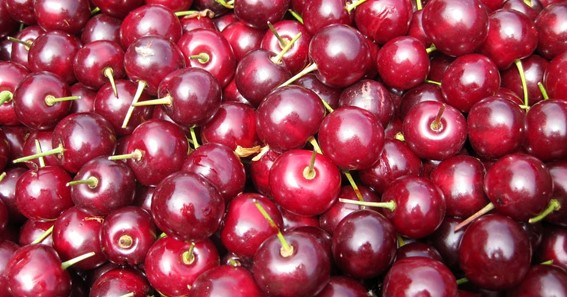 English Morello Cherry