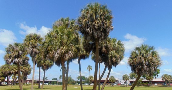 Cabbage Palm Tree