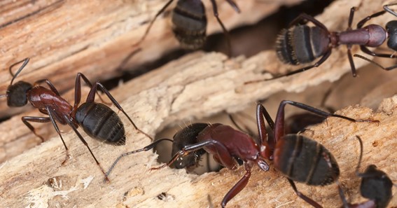 Carpenter Ants 