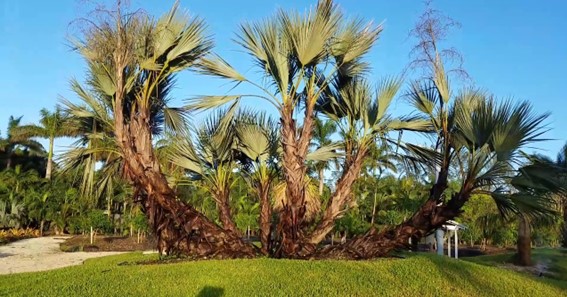 Mazari Palm Tree