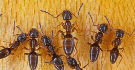 Odorous House Ants 
