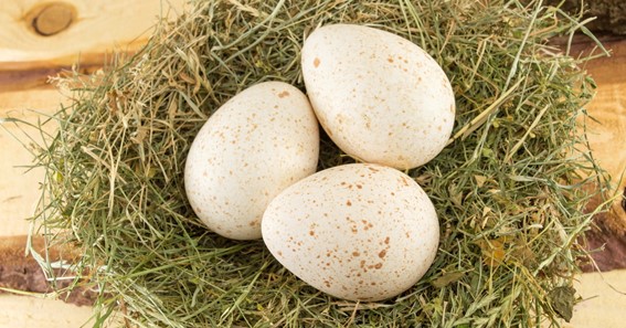 Turkey Eggs