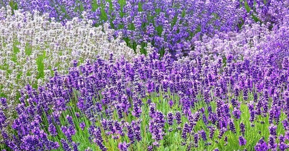 10 Different Types Of Lavender