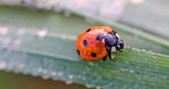 Asian Ladybugs 