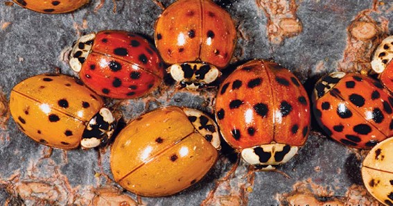 Different Types Of Ladybugs