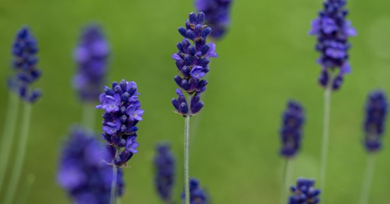 Hidcote, English Lavender