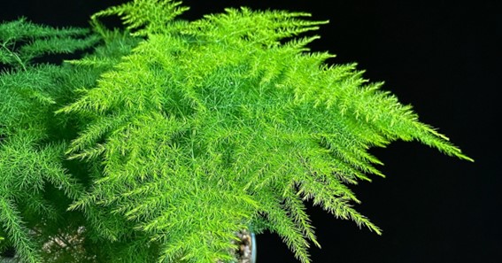 Asparagus Ferns