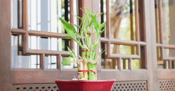 Lucky Bamboo(Dracaena Sanderiana)