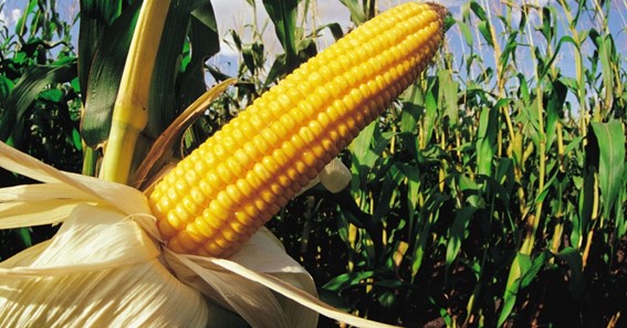 Top 6 Types Of Corn