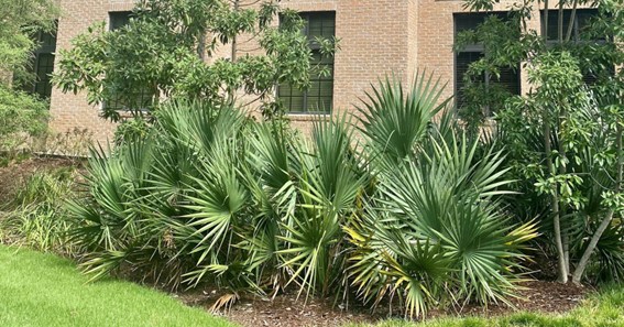 Dwarf Palmetto Palm Tree