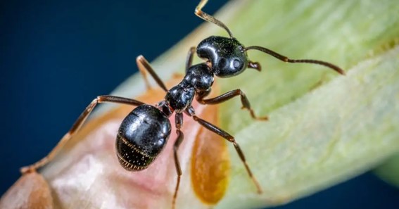 Pavement Ants 