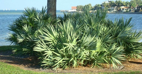 Saw Palmetto Palm Tree