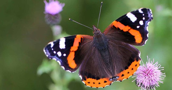 Red Admiral 