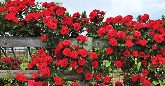 Climbing Red Roses