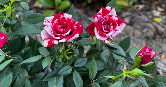 Miniature Red Roses