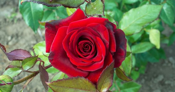 Floribunda Red Roses 